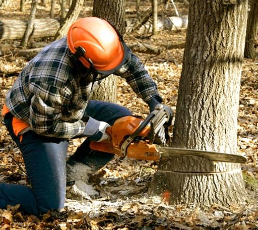 Tree Removal in Lottsburg, VA